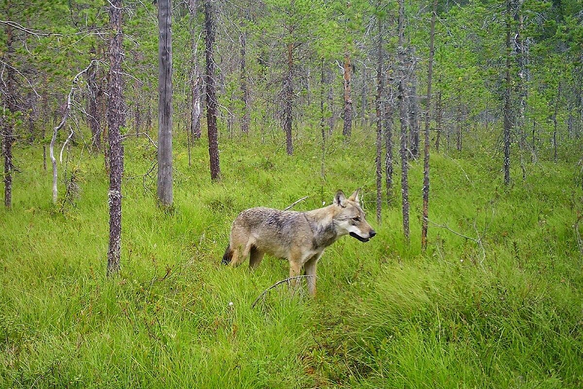    Серый волк (Canis lupus) в лесу в Карелии. Фото: Данила Панченко / Институт биологии КарНЦ РАН