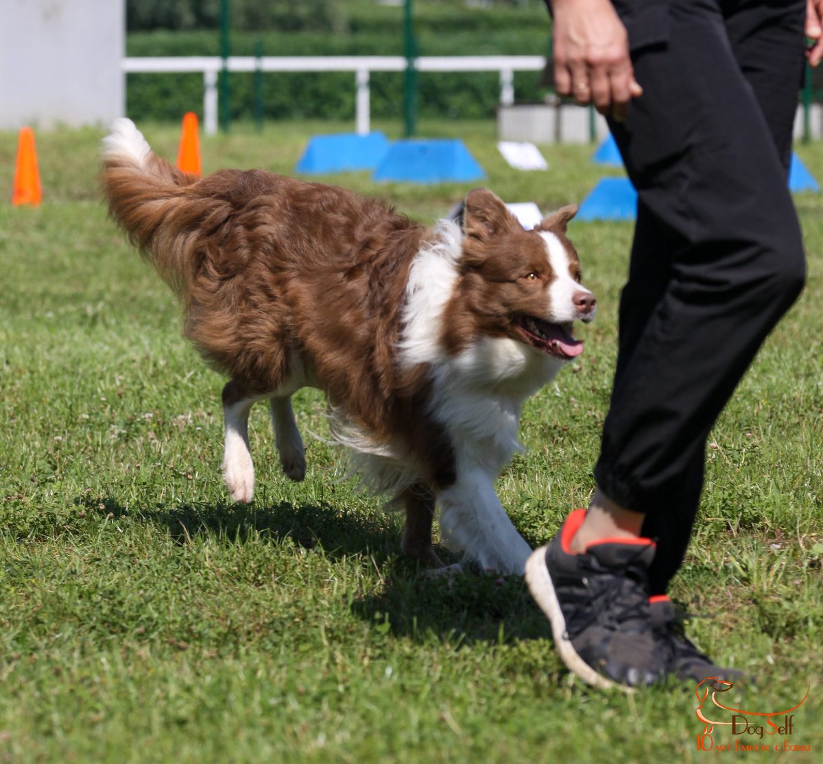 Бордер-колли Лео (владелец Деваева Марина) в движении выполняет упражнение на трассе Ралли Обидиенс. Летний кубок DogSelf 2025. Фото: Алиса Пономарёва, специально для DogSelf.