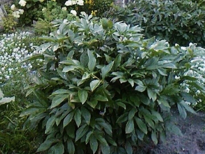 Подготовка пионов к зиме: августовские работы для пышного цветения в новом сезоне