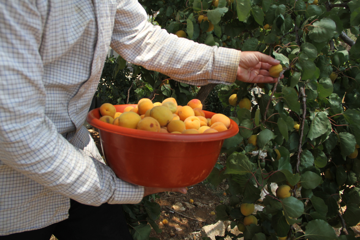 Фото: © Taher Abu Hamdan/ XinHua/ Global Look Press