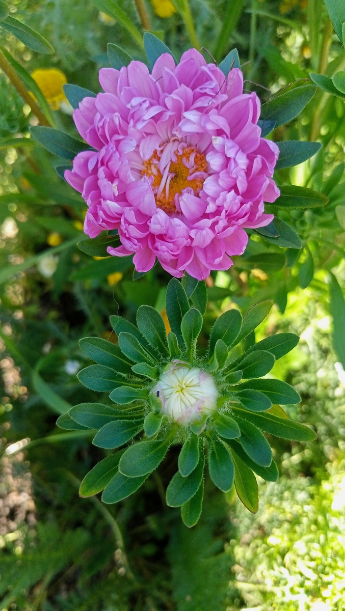 Фото автора канала Волнушка . Астра