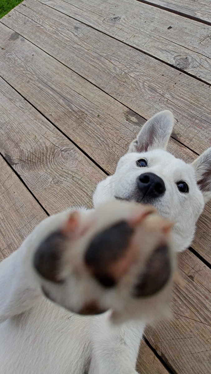 Фото автора канала Волнушка. Привет от Князя 