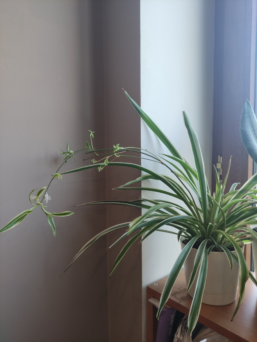 Хлорофитуму на работе так же хорошо, как и мне. Аж зацвёл.