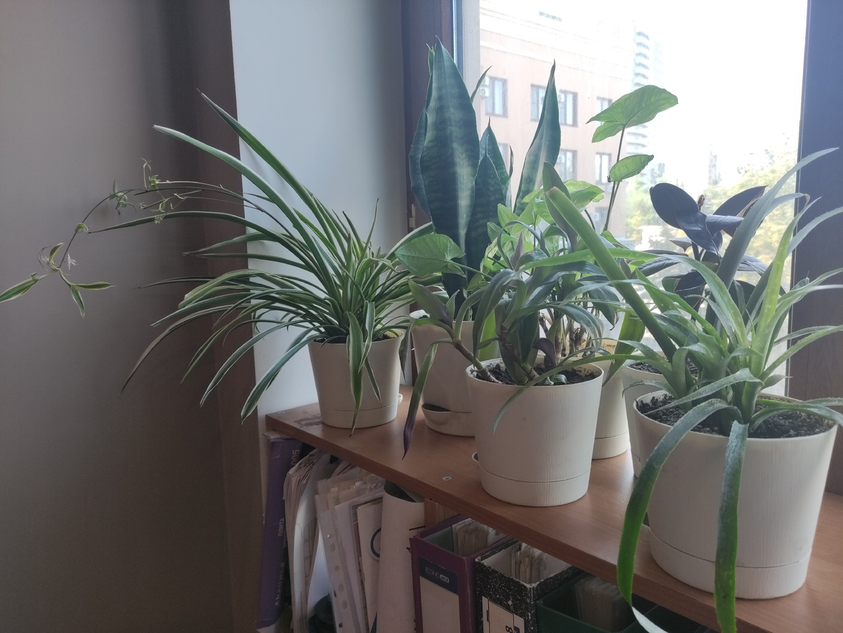 Теперь моя коллекция растений на работе выглядит так