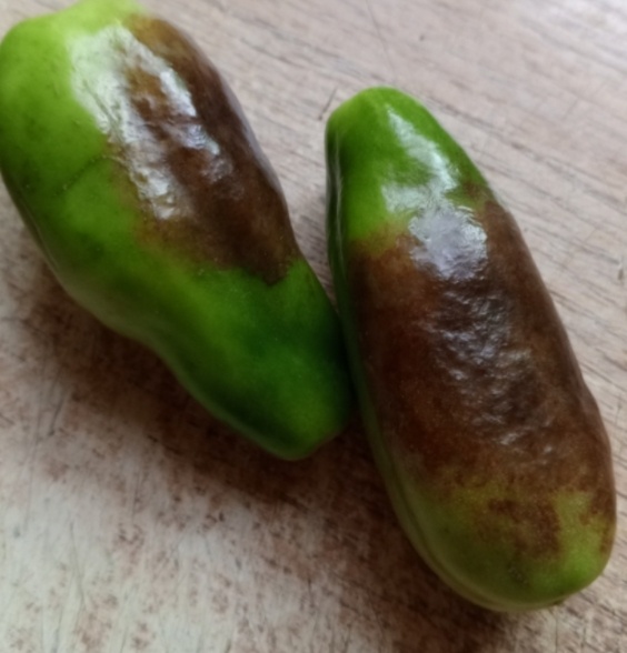 Нашла только одно свое фото и то, заскринила со старой статьи. Здесь 