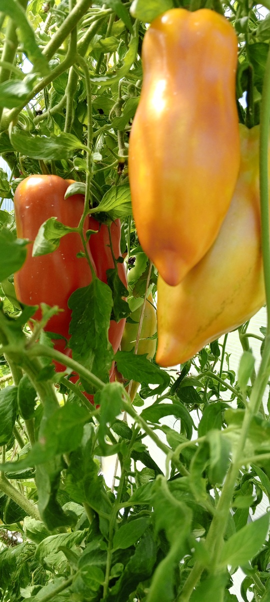 Корнабель сегодня