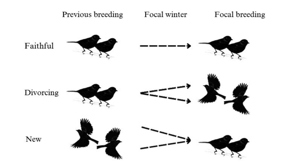   Adelaide Daisy Abraham et al. / Proceedings of the Royal Society B, 2024