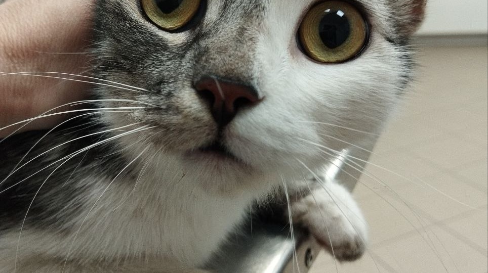 ДОМА!! Кот бежал за человеком и плакал. А человек изо всех сил пытался от кота уйти