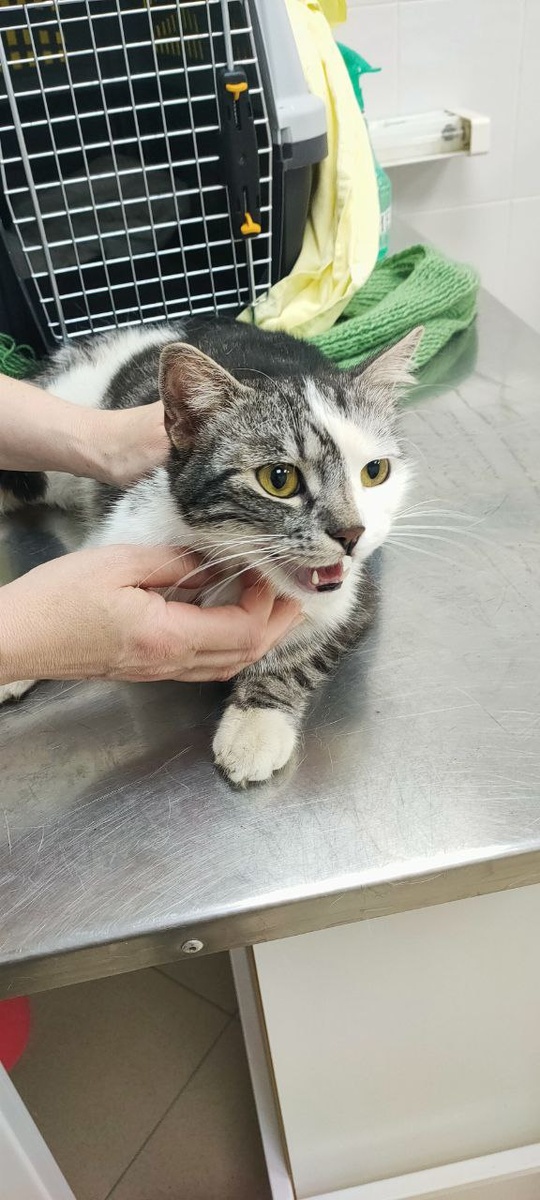 И в ветклинике песни пел