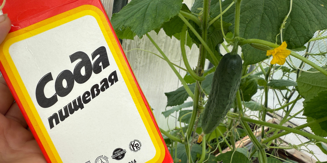 Срочно дайте соду томатам и огурцам в августе и ведрами урожай будете собирать