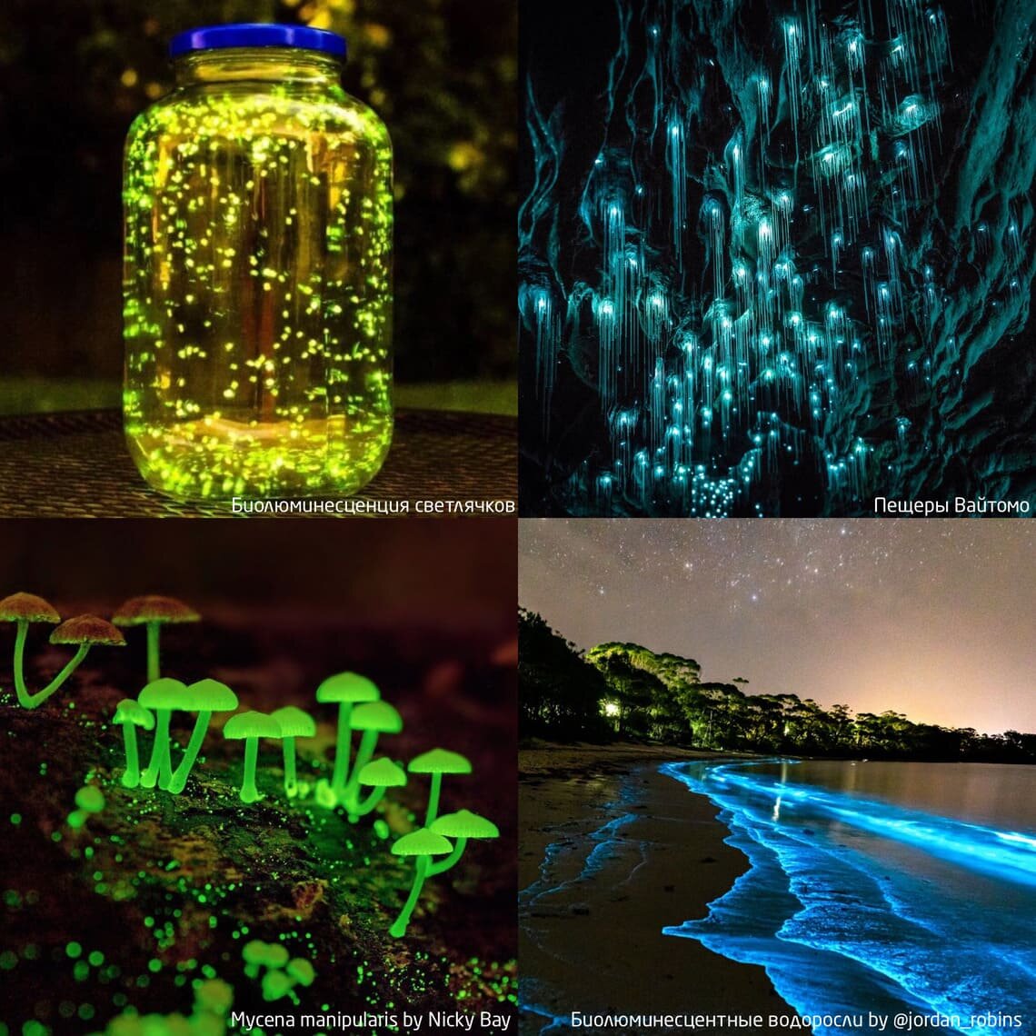 Биолюминесценцией умеют пользоваться не только рыбки, но и другие существа и растения.