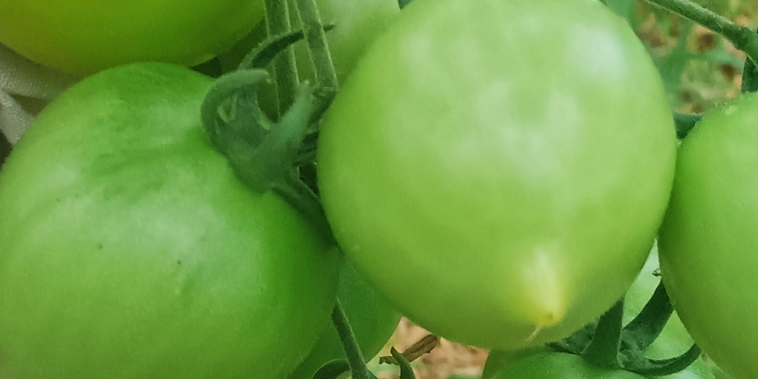 А давайте "замахнемся" на второй урожай томатов! Что я делаю в начале августа.