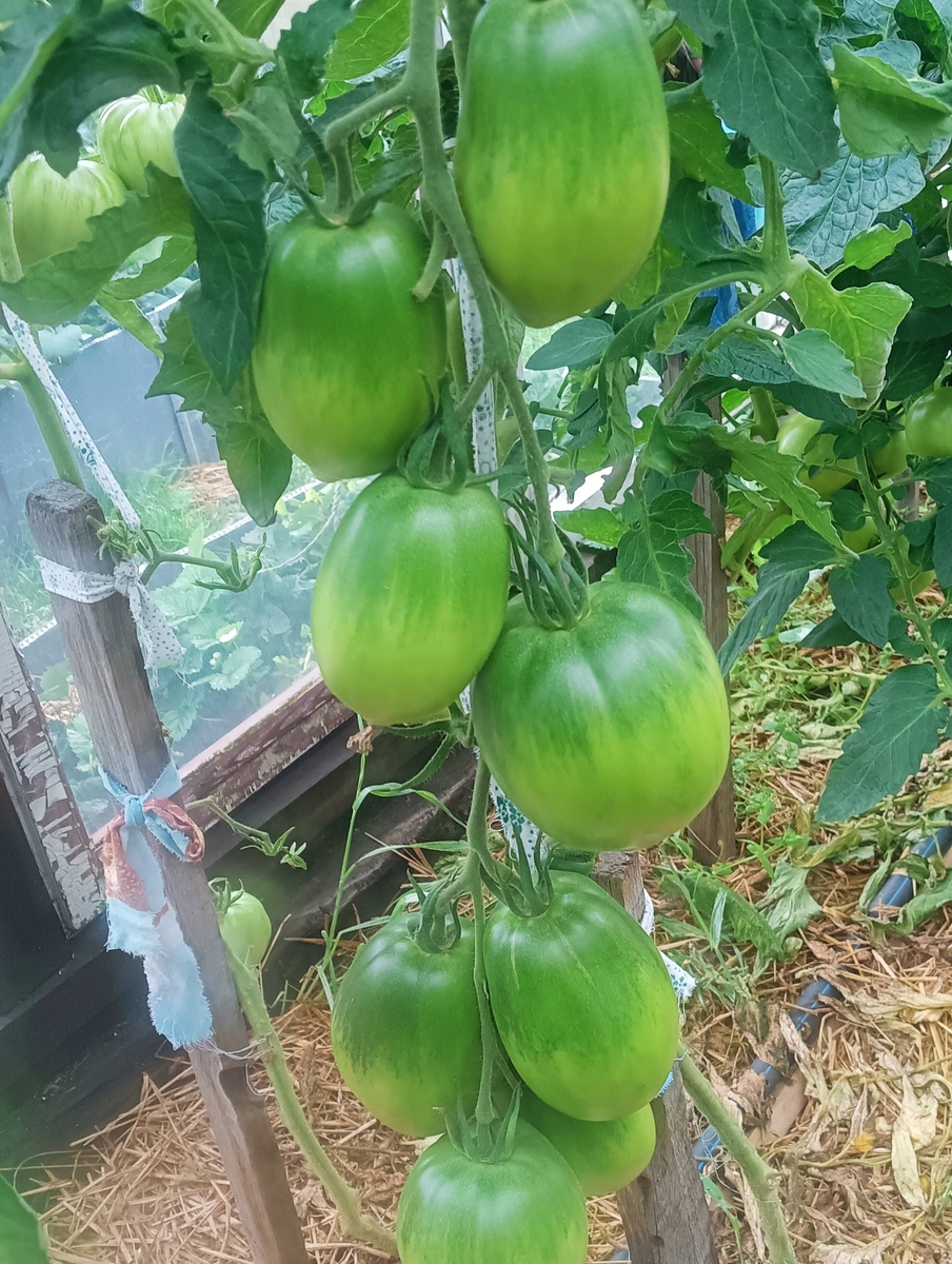 Золотой Кенигсберг 