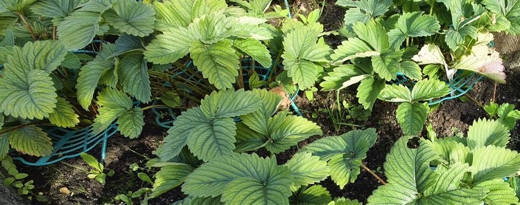    Фото: Лукьянов Дмитрий, AgroXXI.ru