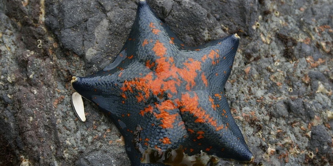 Места на Чёрном море, где в камнях можно найти крабов и морских звёзд