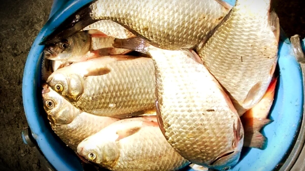 Насадка на карася из семечек дыни: рецепт на 5 минут