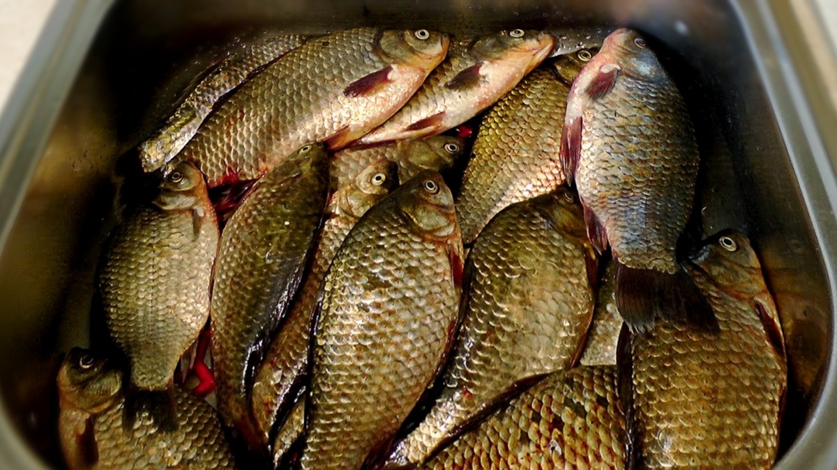 Насадка на карася из семечек дыни: рецепт на 5 минут