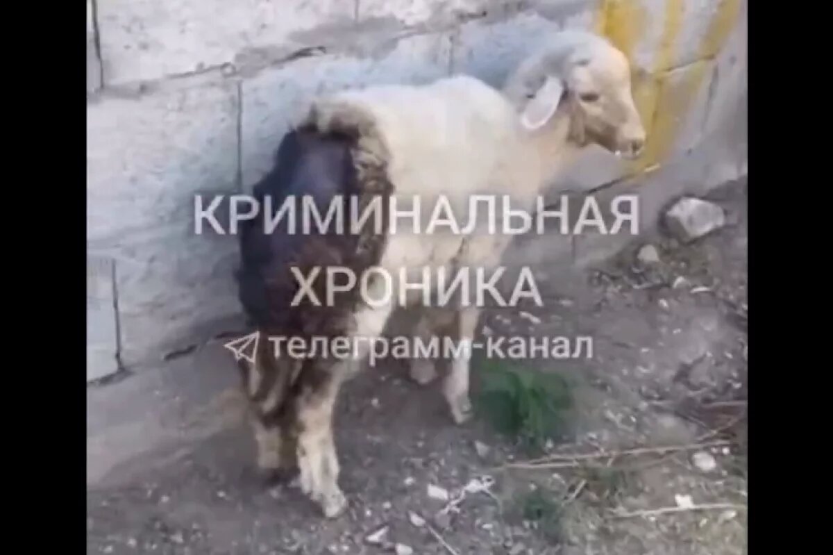    Слухи о том, что дети в Дагестане подожгли барана, не подтвердились