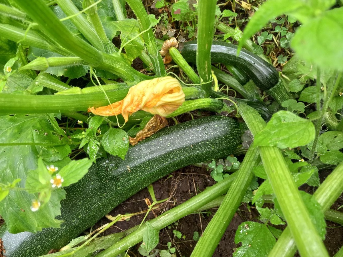 Фото автора. Кабачки такого размера я не чищу. Очень молоденькие и нежные они.