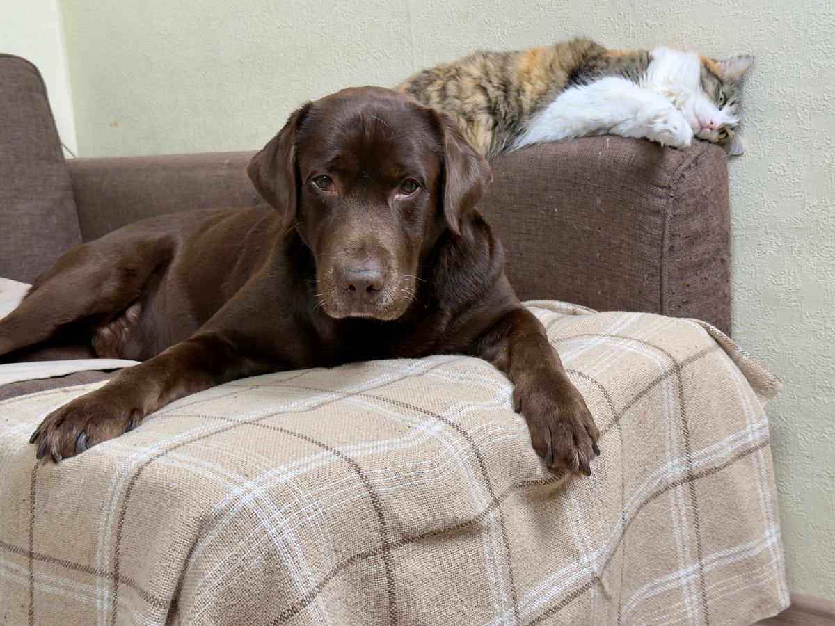 Оскар и Плюша