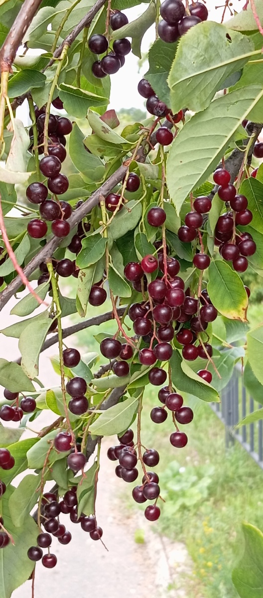 Ещё черемуха