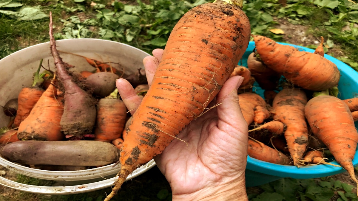 Чем кормить морковь сейчас