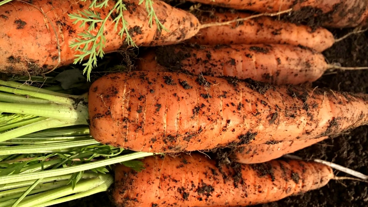 Чем кормить морковь сейчас