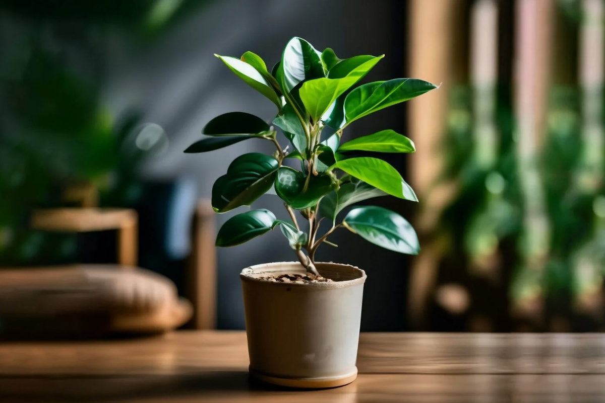 Фикус: зеленый, неприхотливый и... удивительно что-то напоминающий. 😃