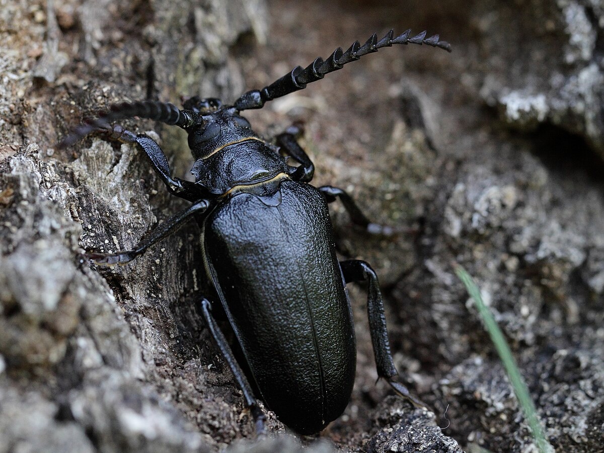 Фотография взята из открытых источников