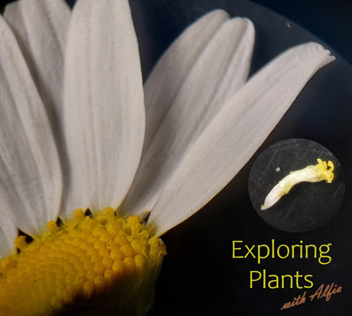 Соцветие трехрёберника непахучего. Краевые трубчатые цветки начали распускаться. Фотография сделана под бинокуляром. В отдельном кружочке – фотография трубчатого цветка