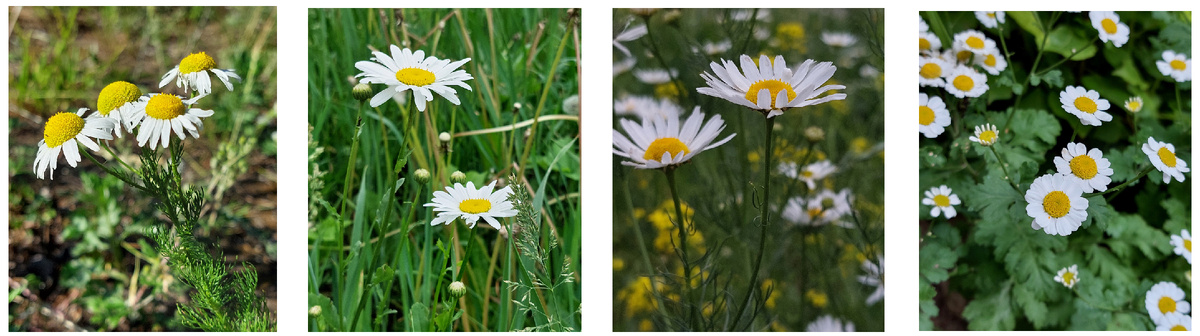 Такие разные «ромашки»