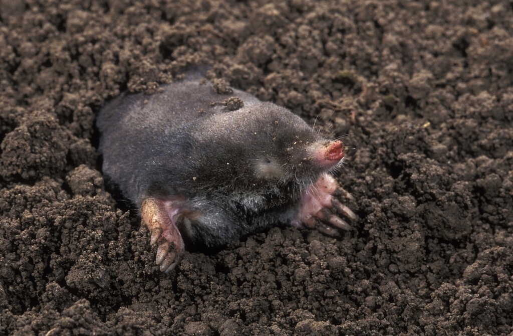 Фотография взята из открытых источников