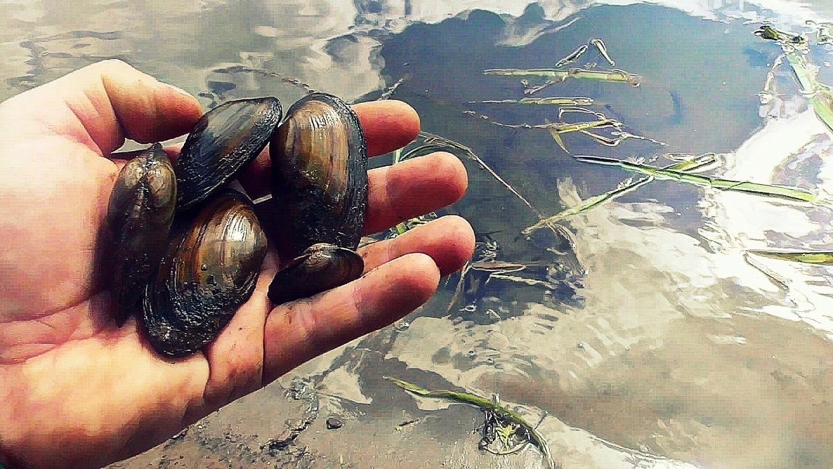 На них клюёт вся рыба! Ракушка - Перловица