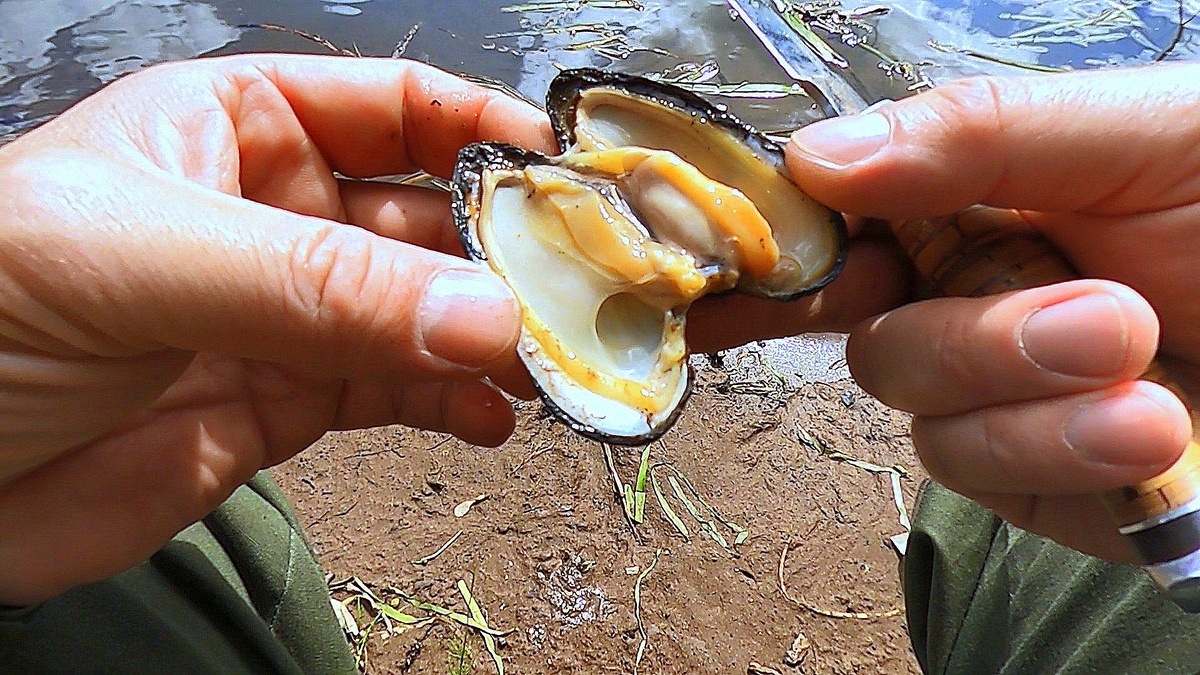 На них клюёт вся рыба! Ракушка - Перловица