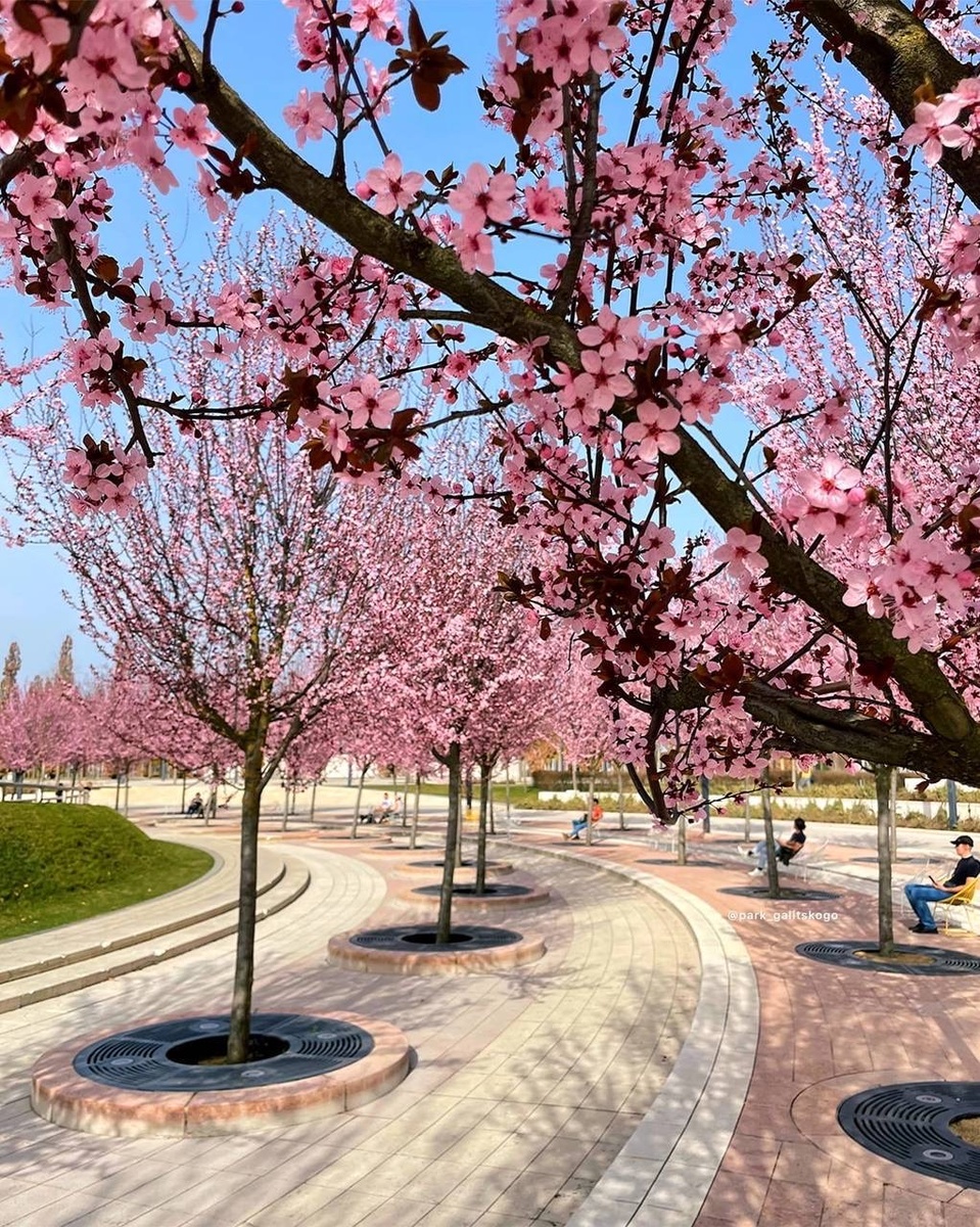 Слива Нигра. Парк Галицкого в Краснодаре 