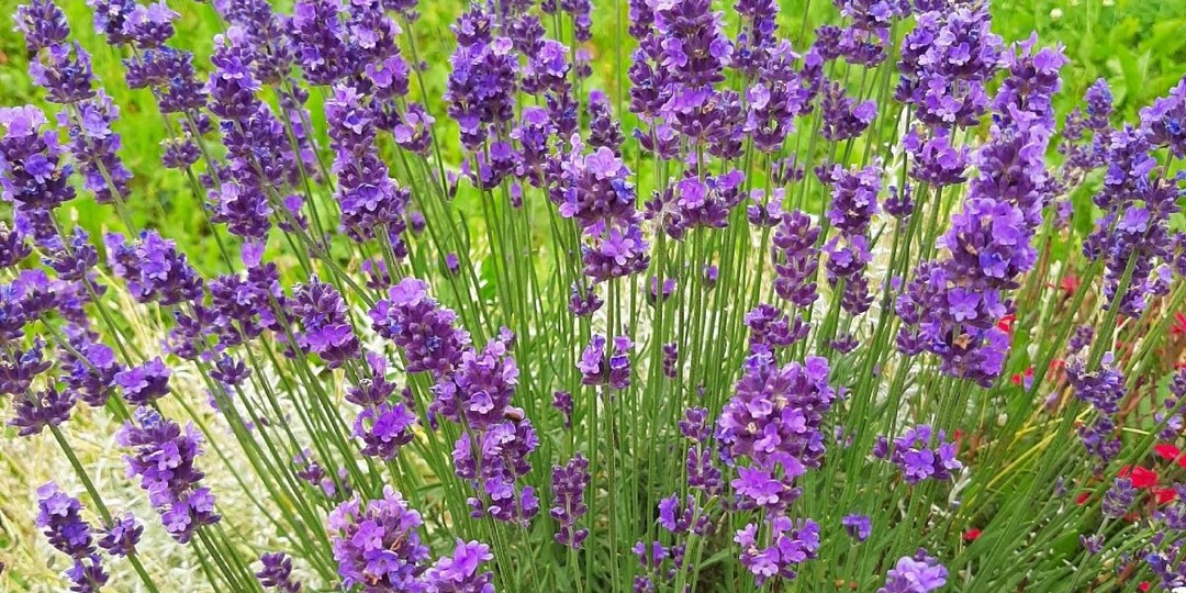 Давно перестала черенковать лаванду — открыла для себя более простой способ размножения