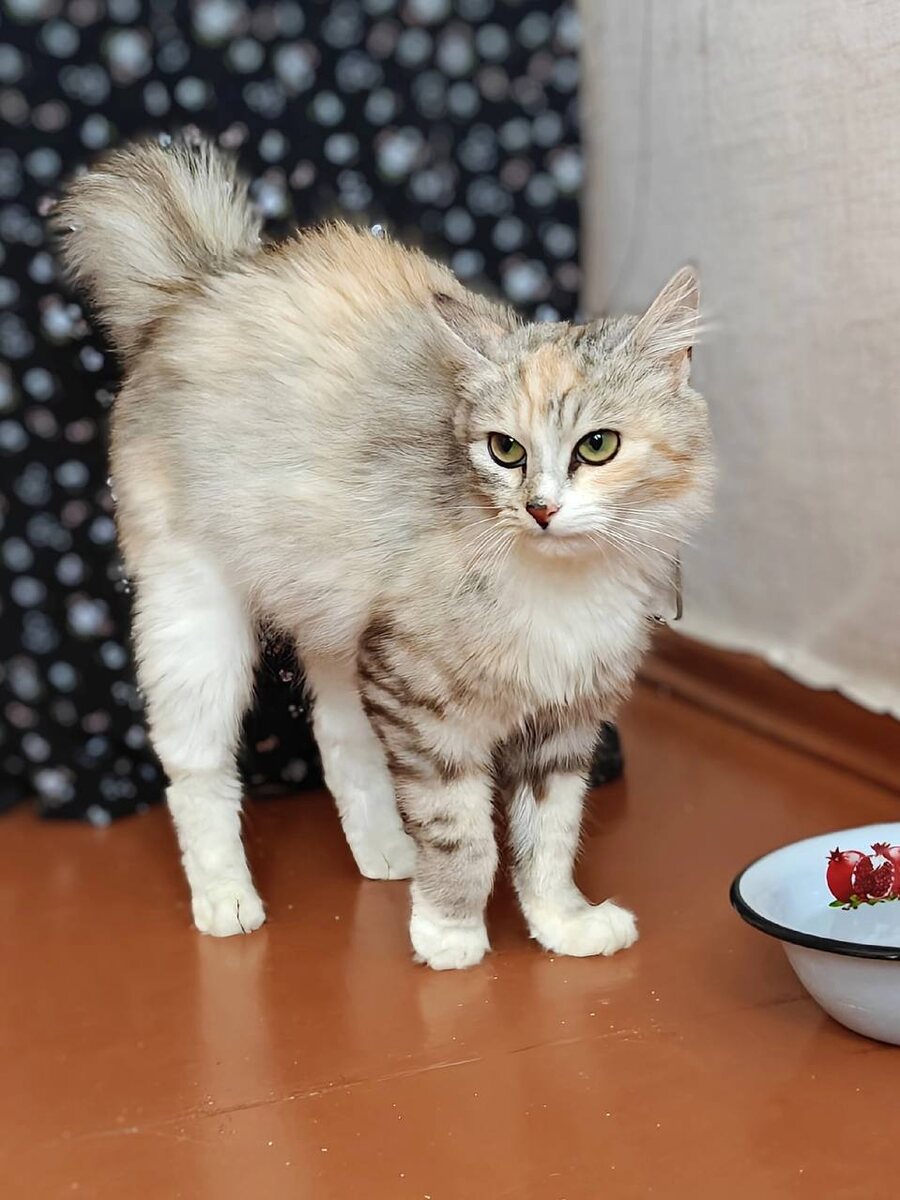 Изумительная генетика налицо. Невероятная комбинация раскрасов всех мастей. Фото из архива автора