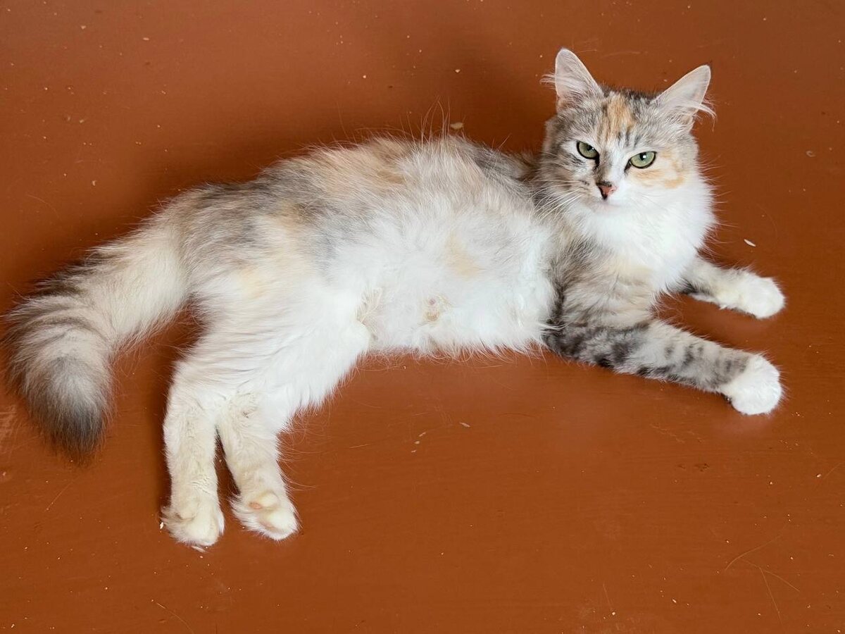 Роскошная Бэлль. Фото из архива автора