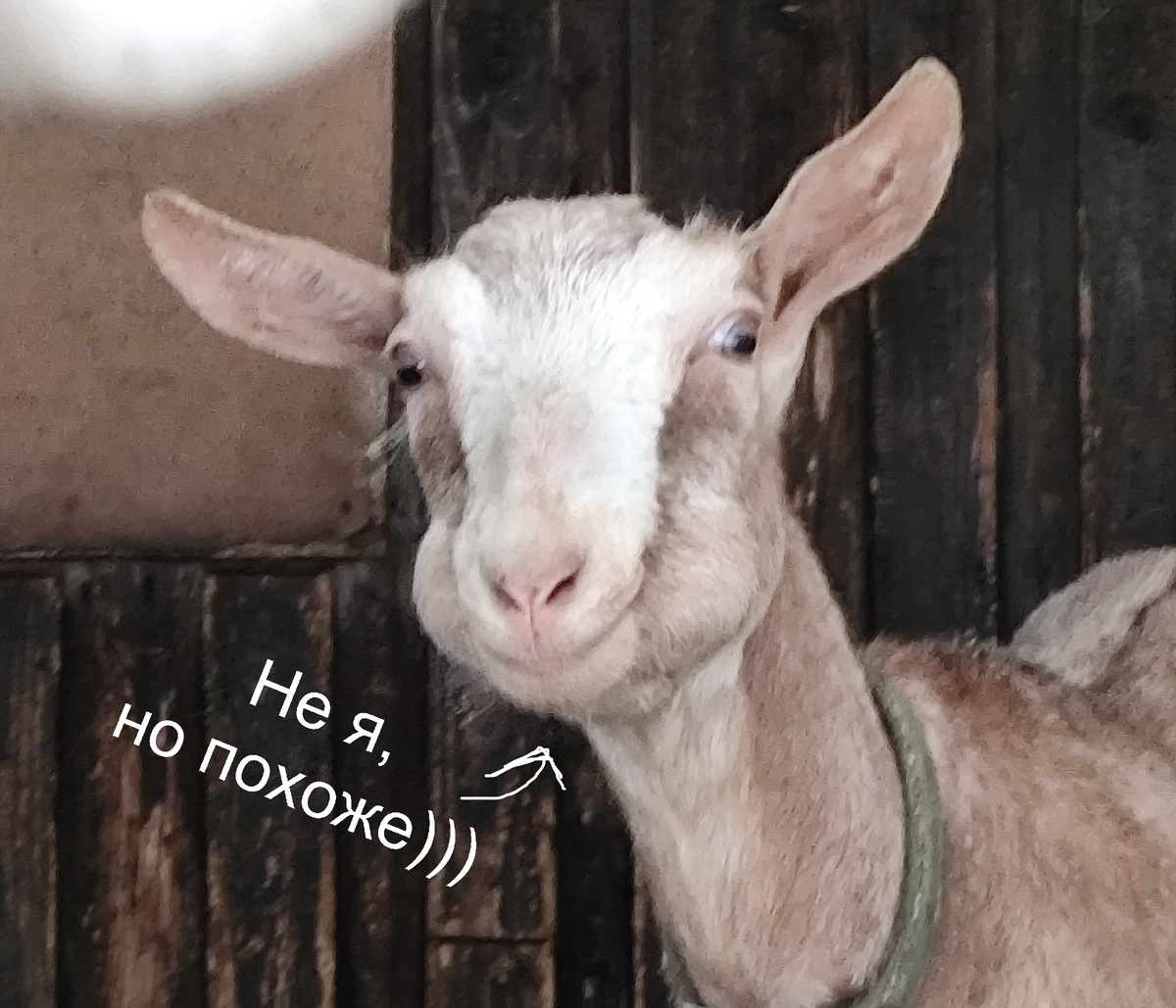 Козочка Уня жуёт жвачку))