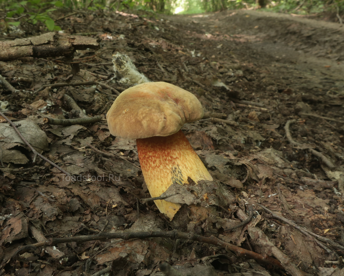 Доброе утро. Я дубовик обыкновенный, насквозь червивый (фото И.Лебединского)