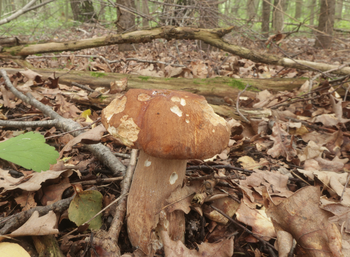 А я - сетчатый белый. Спасибо, что вы с нами! (фото И.Лебединского)