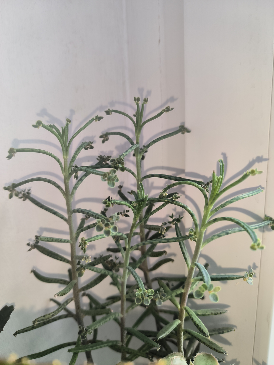 Каланхоэ трубчатый