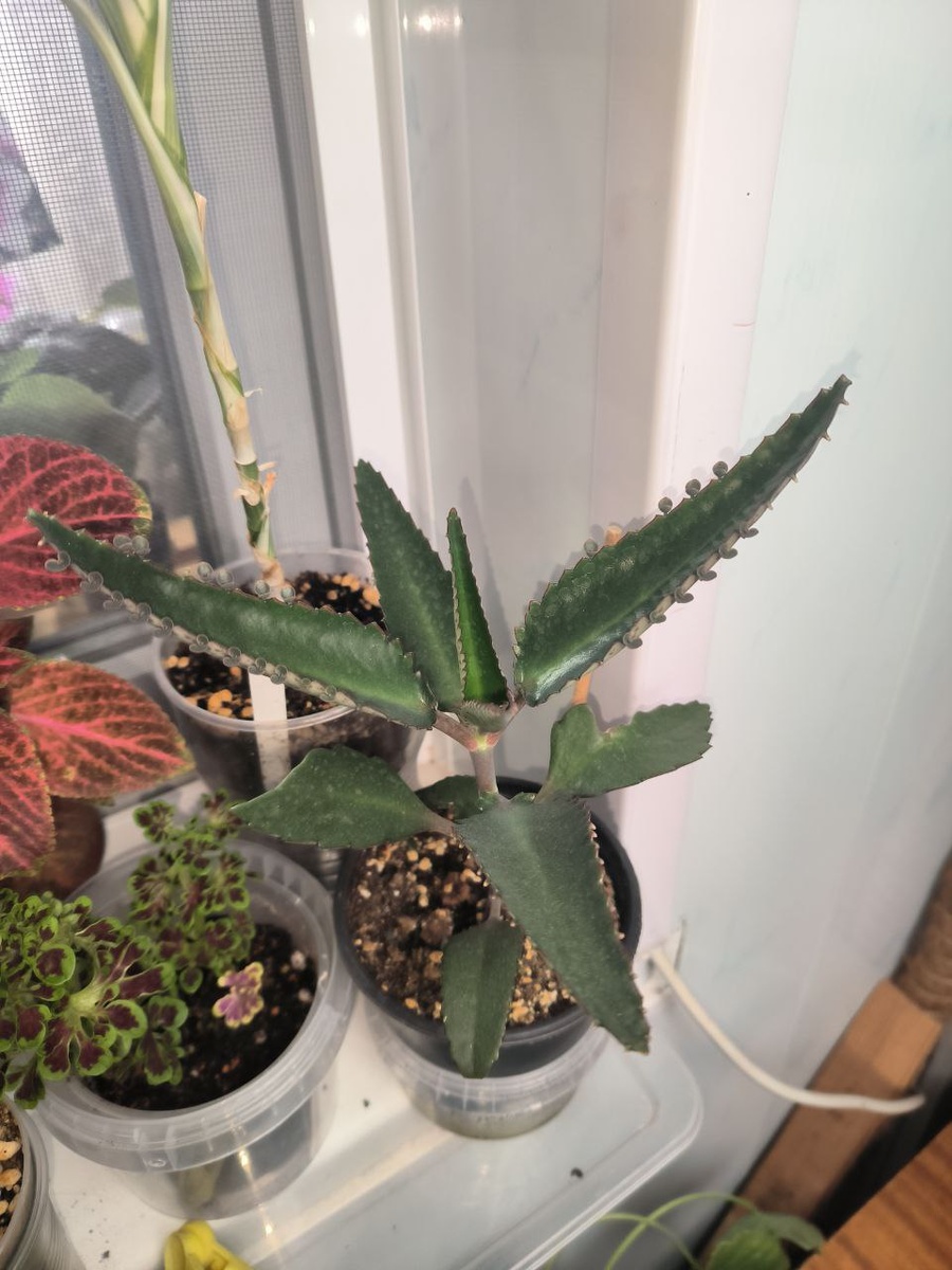 Каланхоэ лечебный