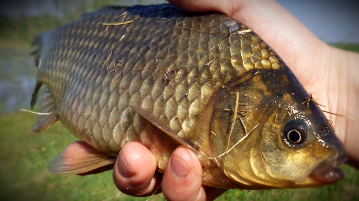 Дедовская прикормка на карася: проверенный рецепт