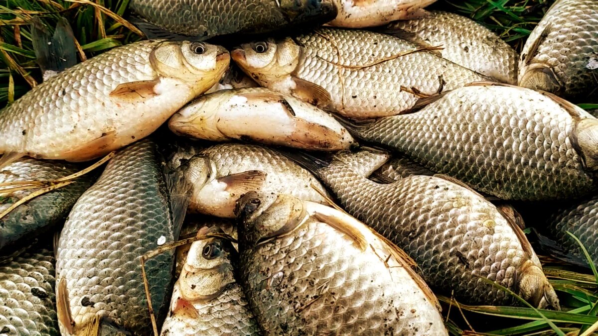 Дедовская прикормка на карася: проверенный рецепт