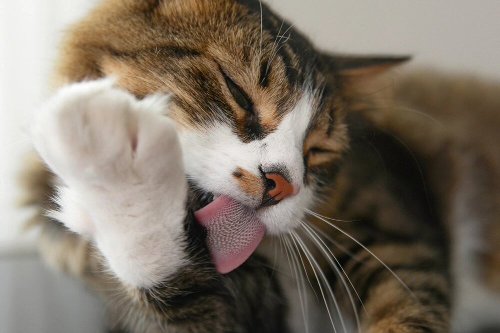    Кошка умывается. Фото: istockphoto.com