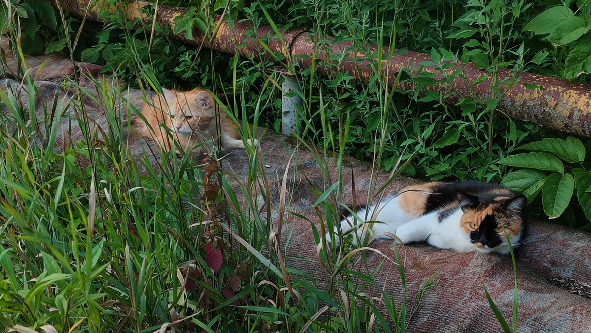 Вот кто никогда не спешит и всё успевает. 