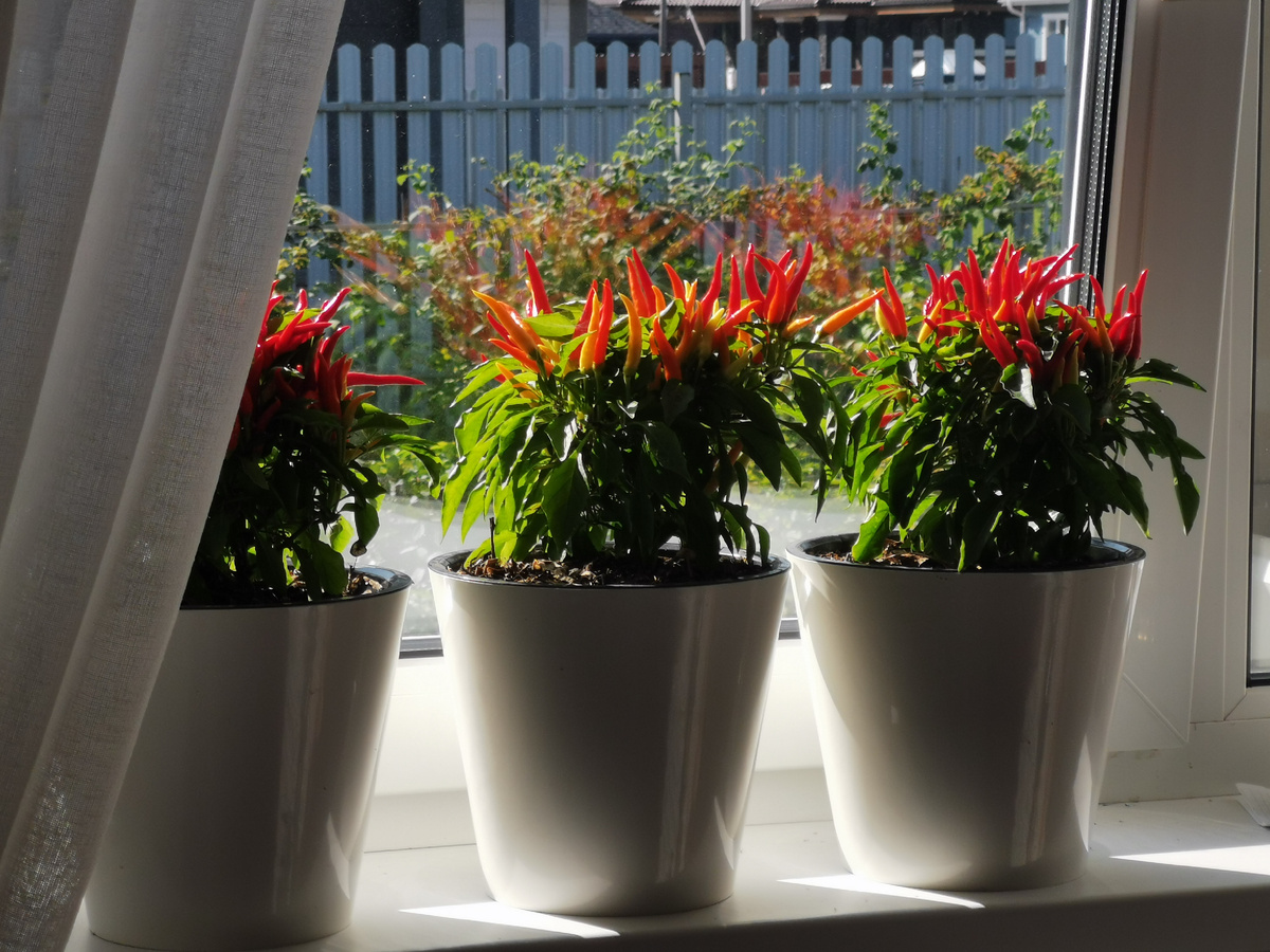 Декоративный перец Медуза