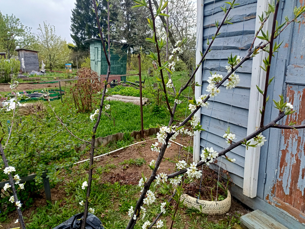 Слива Дар Орла цветёт этой весной