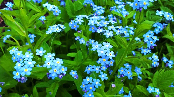 Незабудка и её невероятные свойства